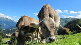 Бразильские учёные решили проблему коров для экологии